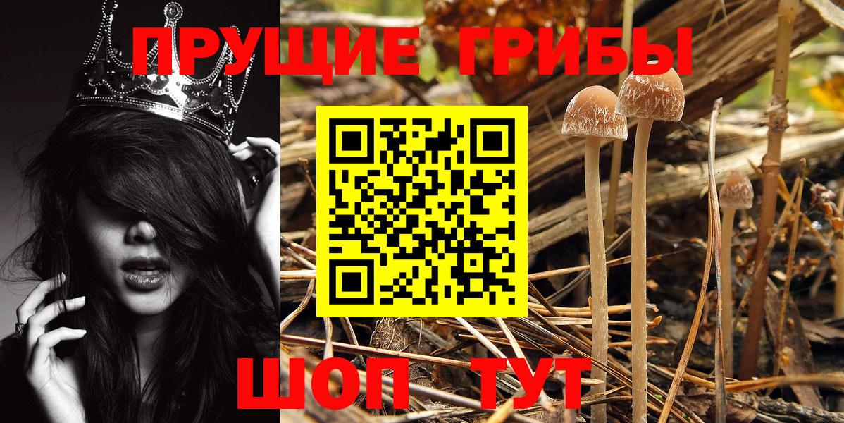 Добрянка  Галлюциногенные грибы Psilocybine cubensis  Вход с VPN 
